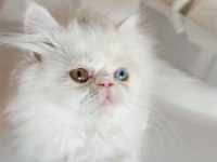 3 AYLIK DİŞİ İRAN KEDİLERİ