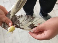 MUHTEŞEM KALİTEDE 2 AYLIK YAVRU SULTAN PAPAĞANI
