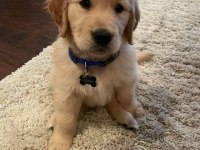 Golden Retriever Yavrular