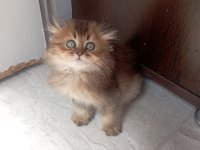 Scottish Fold Longhair