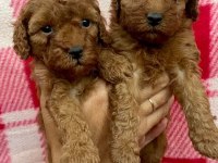 Toypoodle Yavrularımız