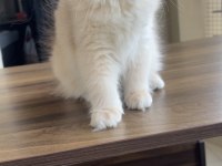 Erkek british longhair bebek