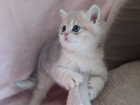 Safkan British Shorthair