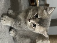 İki aylık british shorthair kedisi