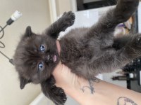 Yeni Yuvalarına Hazır British Shorthair Yavrular