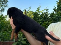 Antalya rottweiler