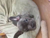 A kalite sıfır kuyruk sıfır burun ev doğum french bulldog