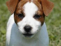FCI-KIF şecereli sağlıklı ve safkan kısa tüylü köpeğimiz