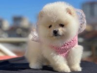 Orjinal Pomeranian yavrular