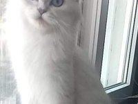 3 aylık 1 erkek 1 dışı silver point british longhair