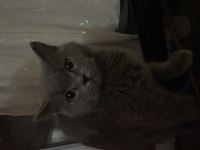 Acil sahiplendirme british shorthair