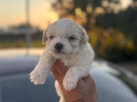 Orijinal Maltese 0 Boy Yavrularımız