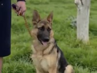 Eğitimli Şahsi Köpeğim