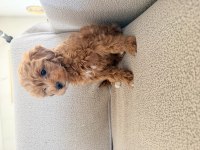 2 AYLIK MALTİPOO DİŞİ