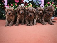 toy poodle ayarında maltipoo bebekler