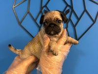 ORİJİNAL PUG MOPS BEBEKLER