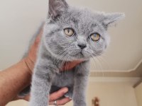 British Shorthair 50 Günlük
