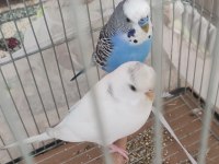 SAĞLIKLI CİFT MUHABBET KUŞLARI