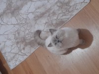 Tatlı british longhair kedimize yeni yuva arıyoruz