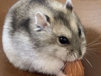 GONZALES HAMSTER YAVRULAR HERYERE GÖNDERİM