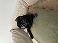 Çok sevdiğimiz pug kızımızı üzülerek sahiplendiriyoruz
