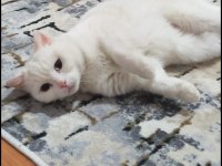 Ücretsiz sahiplendirme kedimiz eğitimli oyun kedisi