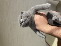 Scottish Fold Bebeklerim
