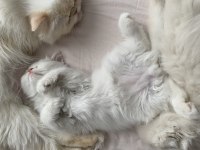 Çok sakin, sevecen bir british longhair oğlan