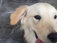 İnsan canlısı dişi golden retriever