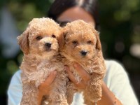 BÜYÜMEYEN AŞILI ÇİŞ EĞİTİMLİ MALTİPOO BEBEKLER