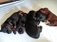 FCI KIF ŞECERELİ A CLAS DOBERMAN YAVRULARI