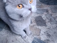 Satılık scottish fold tuvalet eğitimi vardır