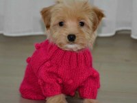 Ultra minik maltipoo yavrumuz