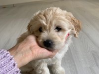 Sütten yeni kesildi dişi ve erkek morkie yavrularımız