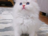 Karlar Kraliçesi Harika Bebek Chinchilla