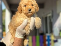 Maltipoo Kapıda Ödeme ve Kredi Kartı İmkânı Mevcuttur