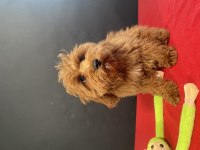 Mükemmel Kalite Maltıpoo Yavrularım