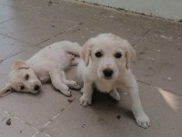 İngiliz çoban köpeği yavruları