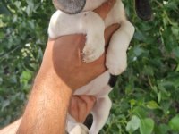 Orjinal beagle yavrular