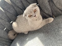 Scottish Fold Lilac Renk