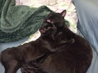 DEPREMZEDE VE 1 GÖZÜ KÖR KEDİMİZ