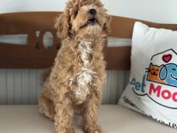 Petmode köpek çiftliğinde ziyarete açık maltipoo