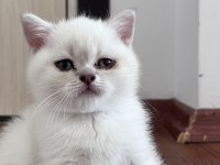 British shorthair blue point yavru kedim