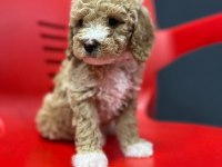 POODLE KALITESINDE SAFKAN MALTİPOO