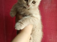 Ücretli Sahiplendirme Scottish Fold