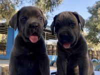 Muhteşem Cane Corso Yavrularımız