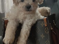 0 numara maltipoo bebekler