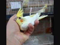 ELE ALIŞIK ISIRMA HUYU OLMAYAN LUTİNO SULTAN BEBEK
