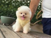 Premium Güzellik Pomeranian Boo Köpeği