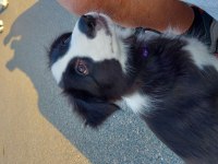 4 aylık dişi border collie
